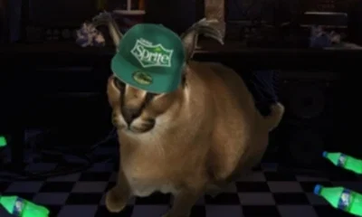 Floppa, but he's a real cat | raise a floppa |
