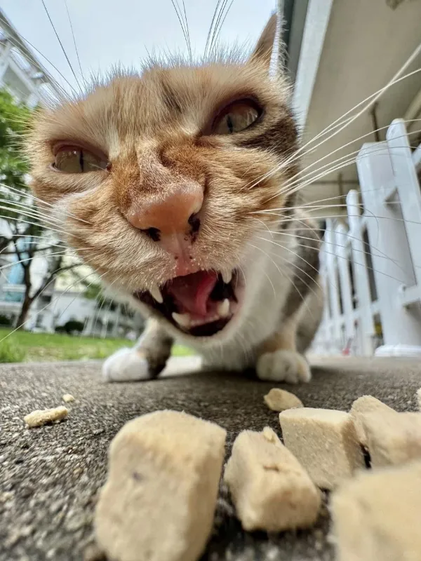 Cool kitty