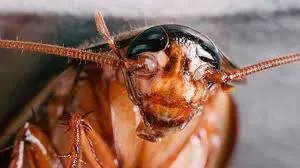 The Roach