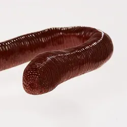 Parasitic worm