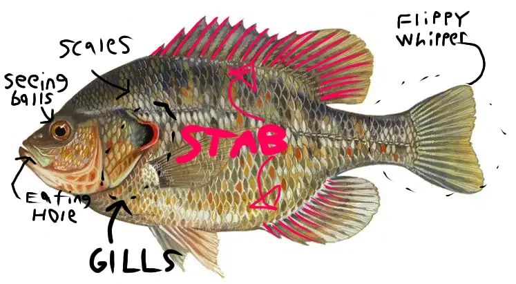 redear sunfish 