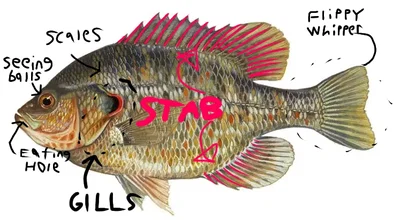 redear sunfish 