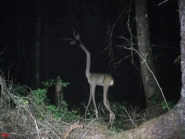 RPG + Horror/Spooktober - Deer skinwalker