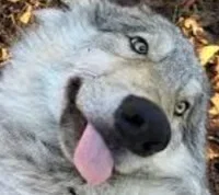 Aryos, the "Wolf" [Less Crazy Version]
