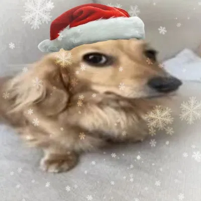 MERRY CHRISTMAS YALL!