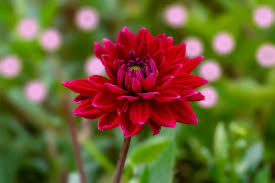 THE FLOWER