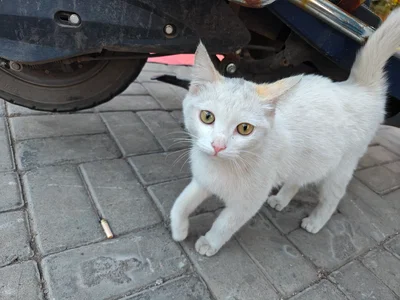 Meow, meow.