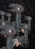 The expies