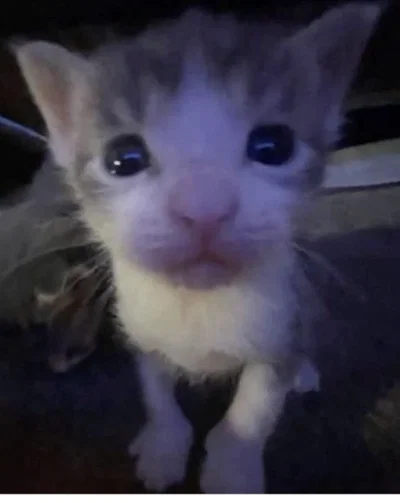 Itty bitty kitty