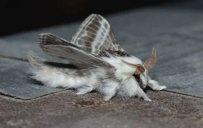 Your giant moth pet! -owner user