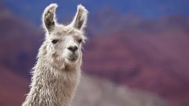 I AM SORRY