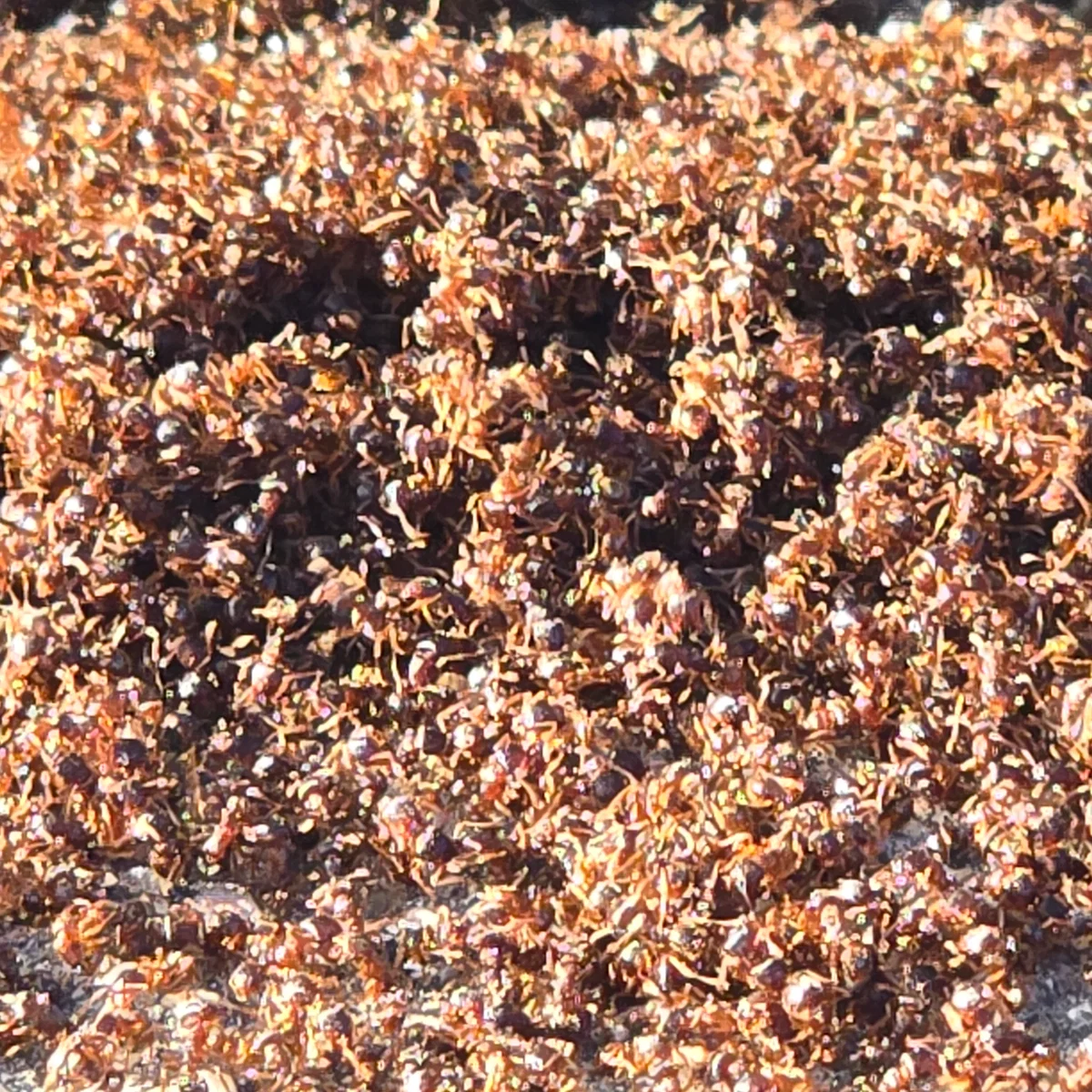 Ants