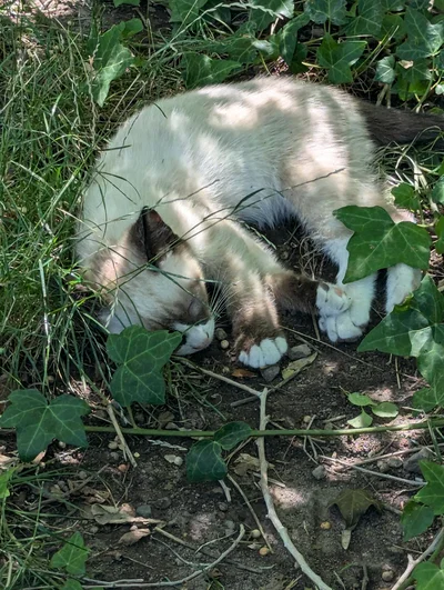 CAT REVEAL