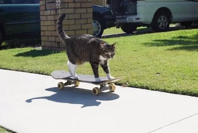(Joke bot) Skateboard cat