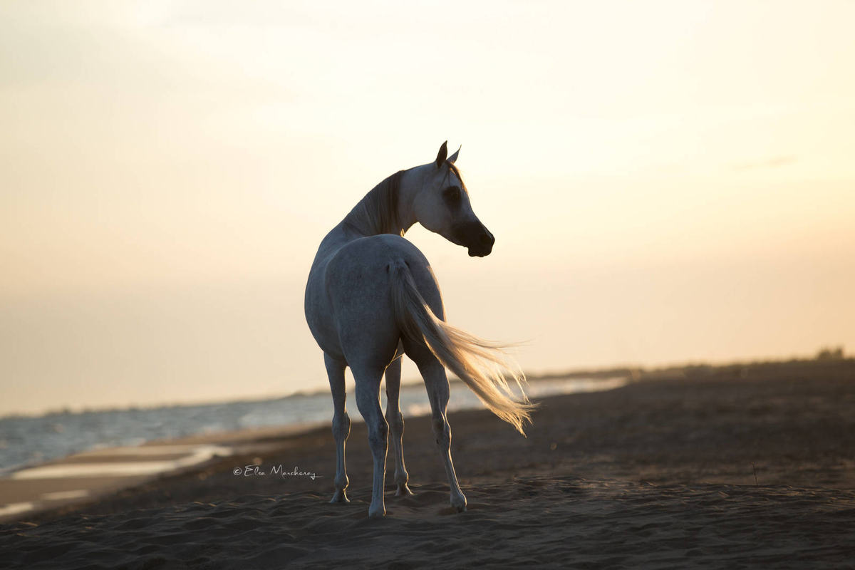 00- Horse Breeds