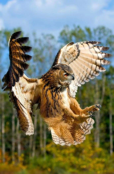 Harpy Rowan