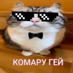 Комару гей 