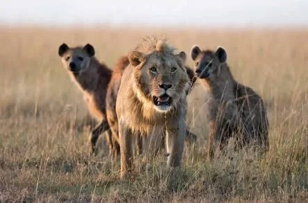 Far Cry Villains as Animals