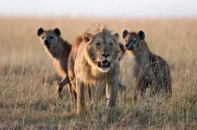 Far Cry Villains as Animals