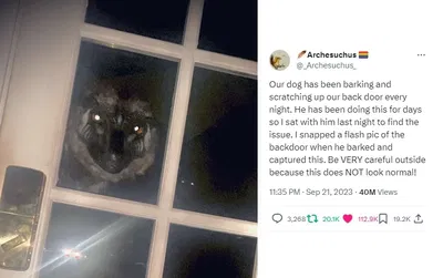 Weird Birds