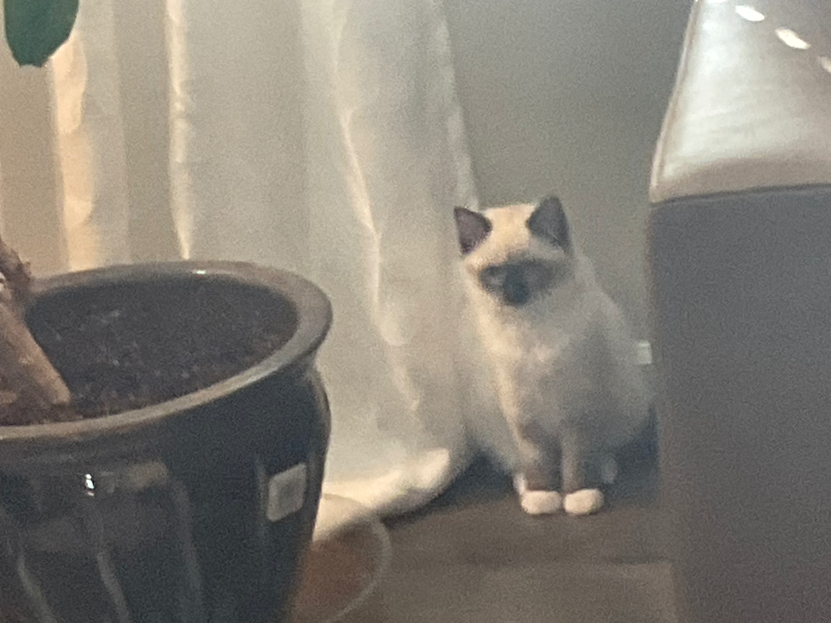 my cool cat