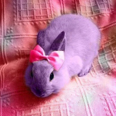A purple bunny with a pink bow