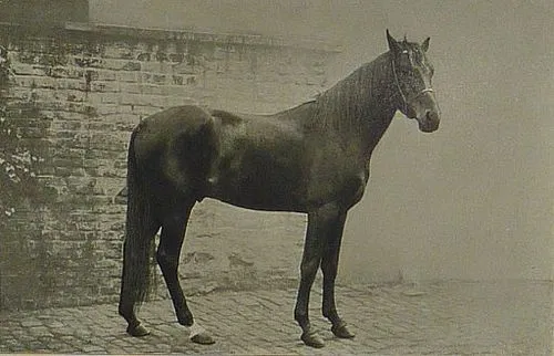 Smart Horse