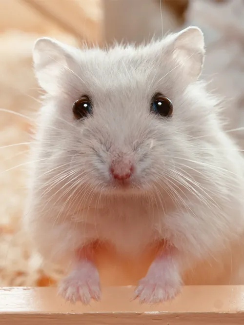 Hamster