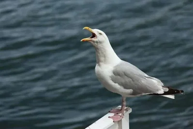 Seagul