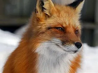 A fox RPG