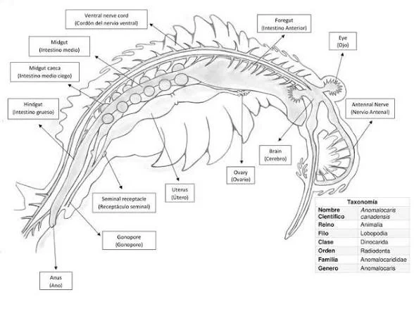 Flying anamolacaris that can talk