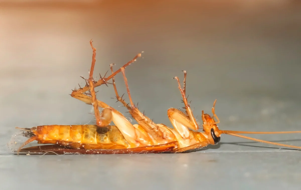Dying Cockroach