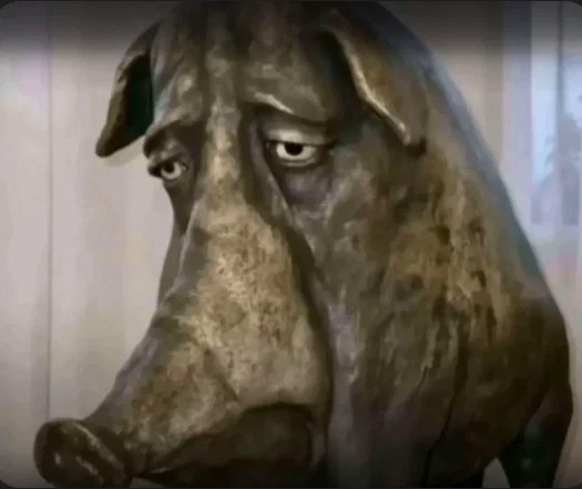 Stupid looking pig