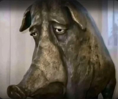 Stupid looking pig