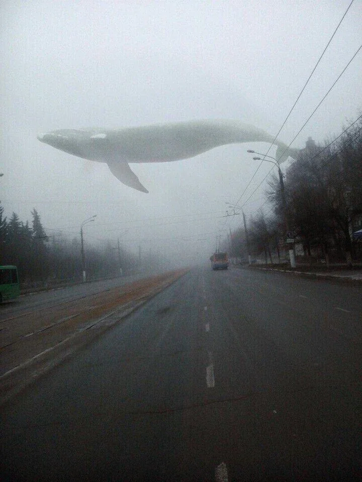 Aircraft right whale