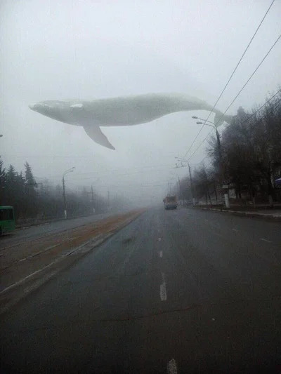 Aircraft right whale
