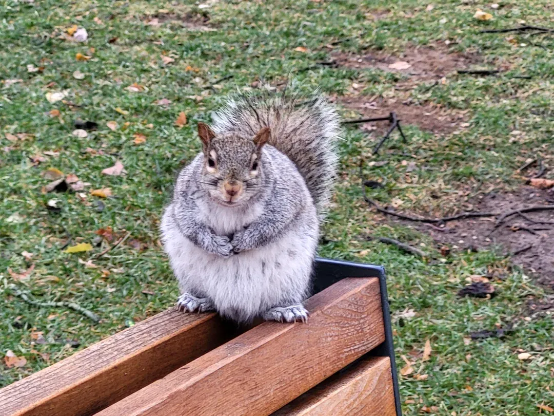 a big squirrel 🐿