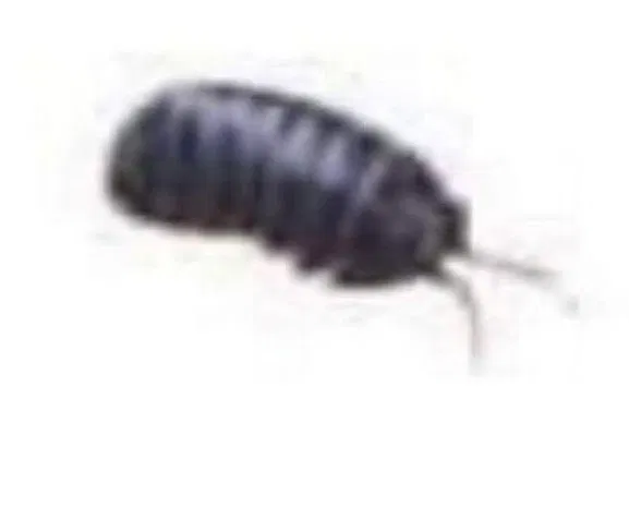 Bug rpg
