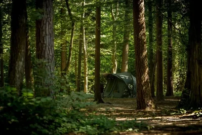 Camping in the Forest