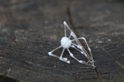 [THE DAY THAT THE FUNGUS ADAPTED TO US]