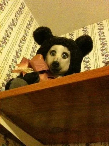 El perro oso
