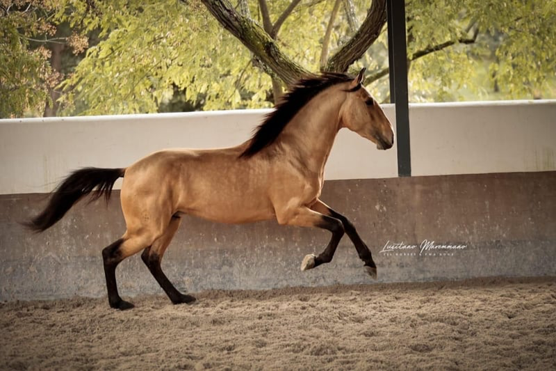 00- Horse breeds