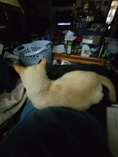 The one and true butters (aka my kitty boy*