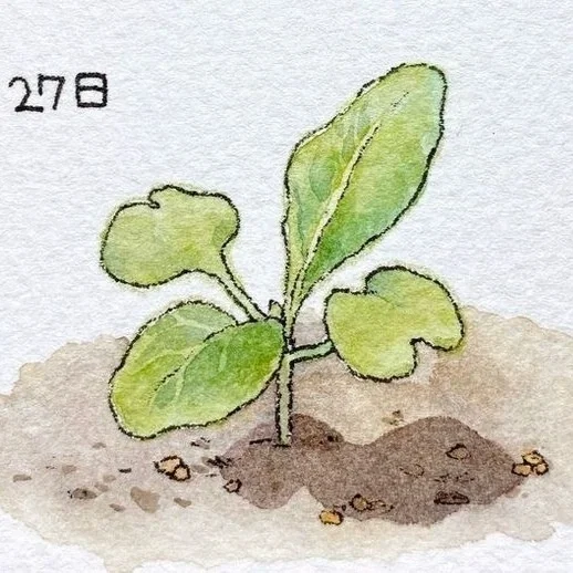 Plant —