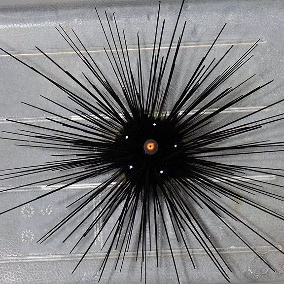 The Urchin King
