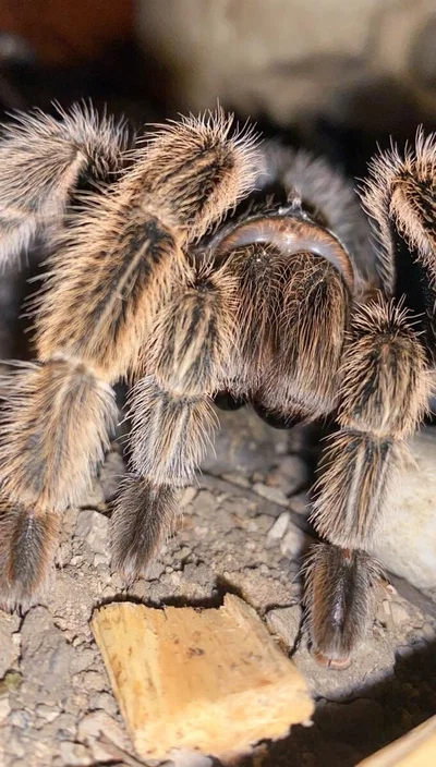 Rose The Tarantula 