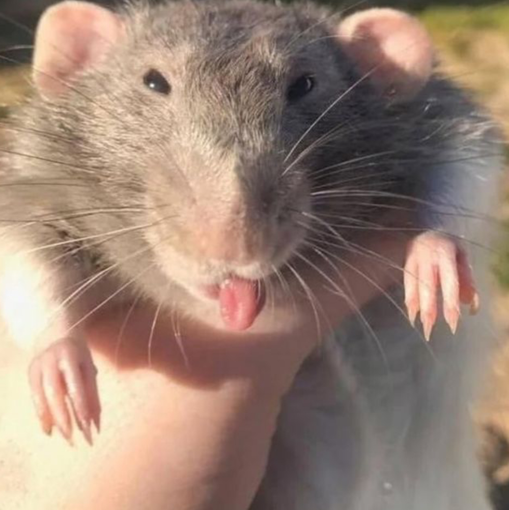 Hi