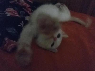 Kitty!