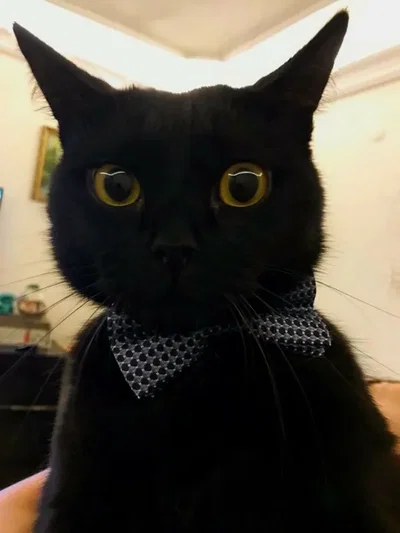 Cute Black cat