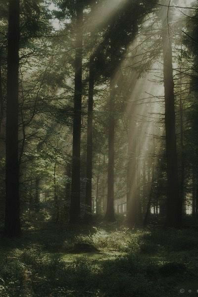 The Quietus Forest